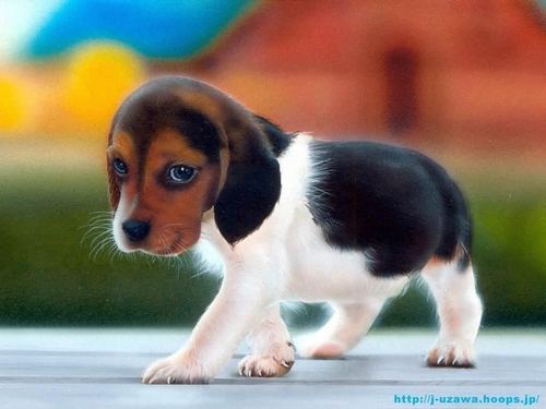 Beagle-puppy-dog-hound-dogs-15363096-500-375.jpg