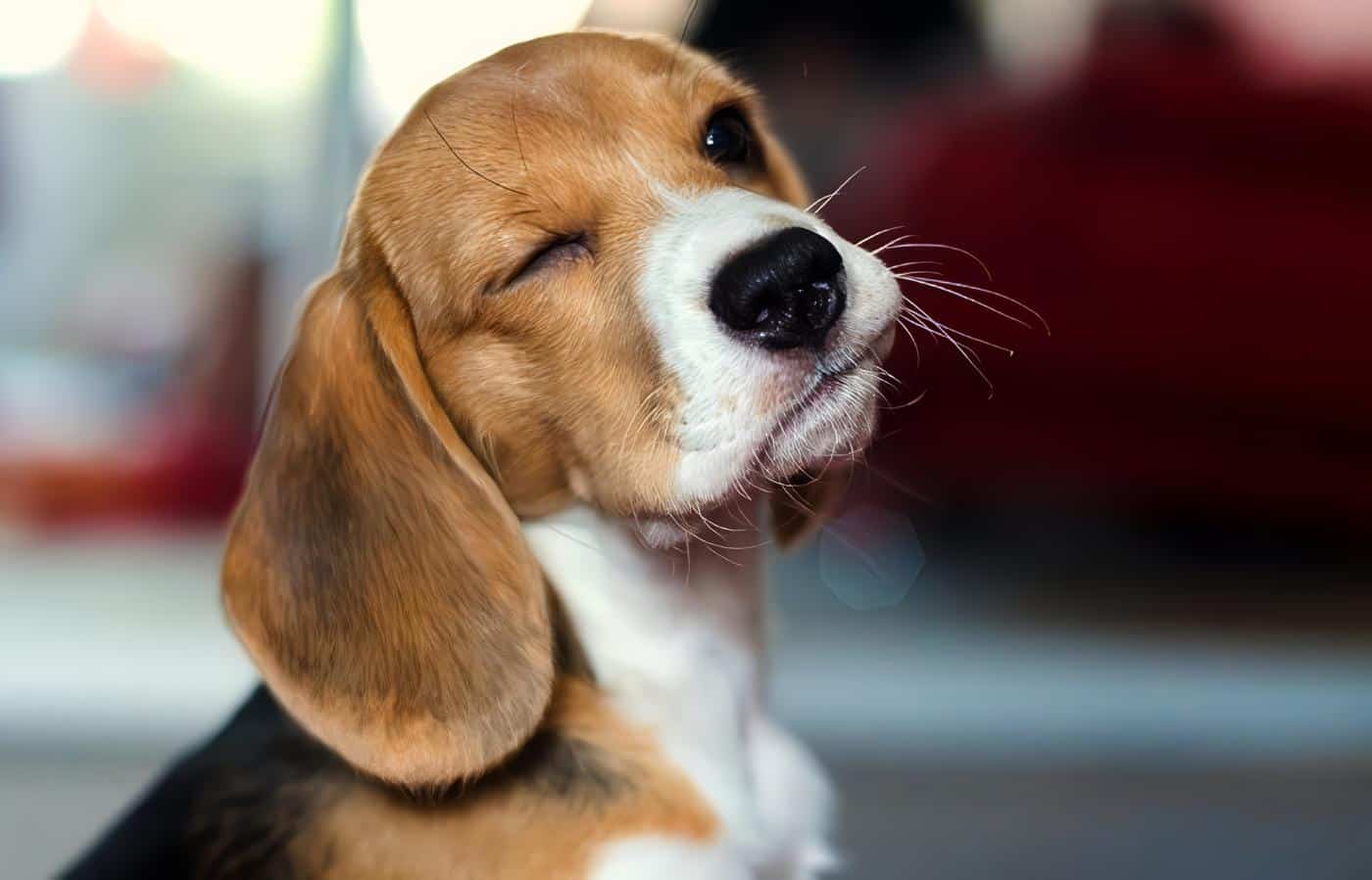 Raza-Beagle-Perro.jpg