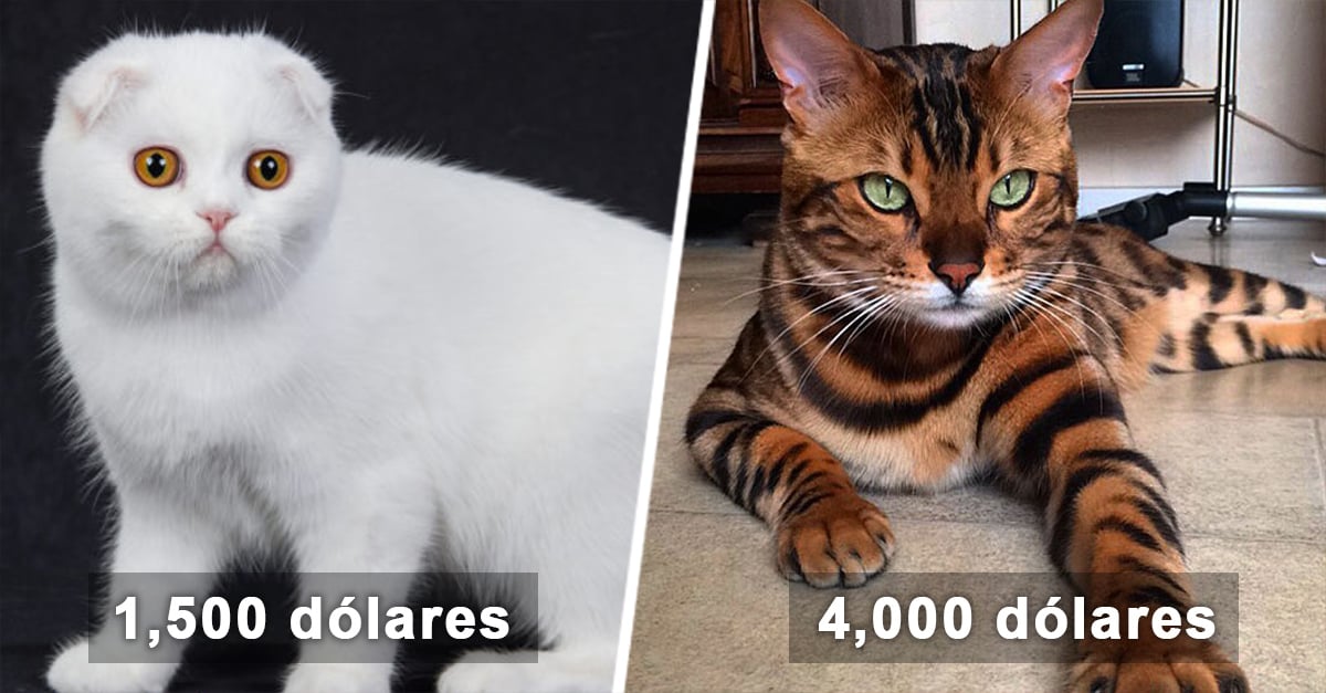 Cover-gatos-caros.jpg