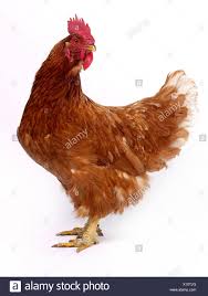 Un pollo marrón de pie sobre dos pies Fotografía de stock - Alamy