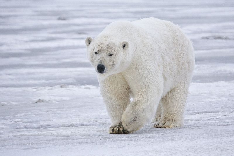 800px-Polar_Bear_-_Alaska.jpg