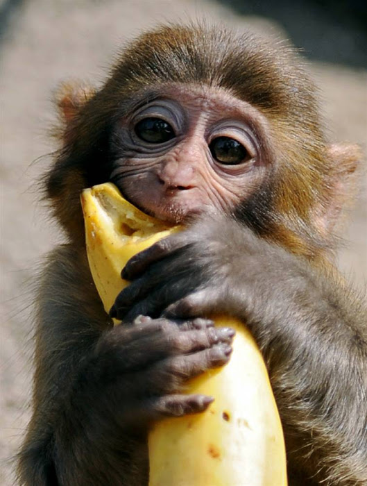 monkey-eating-banana-05.jpg