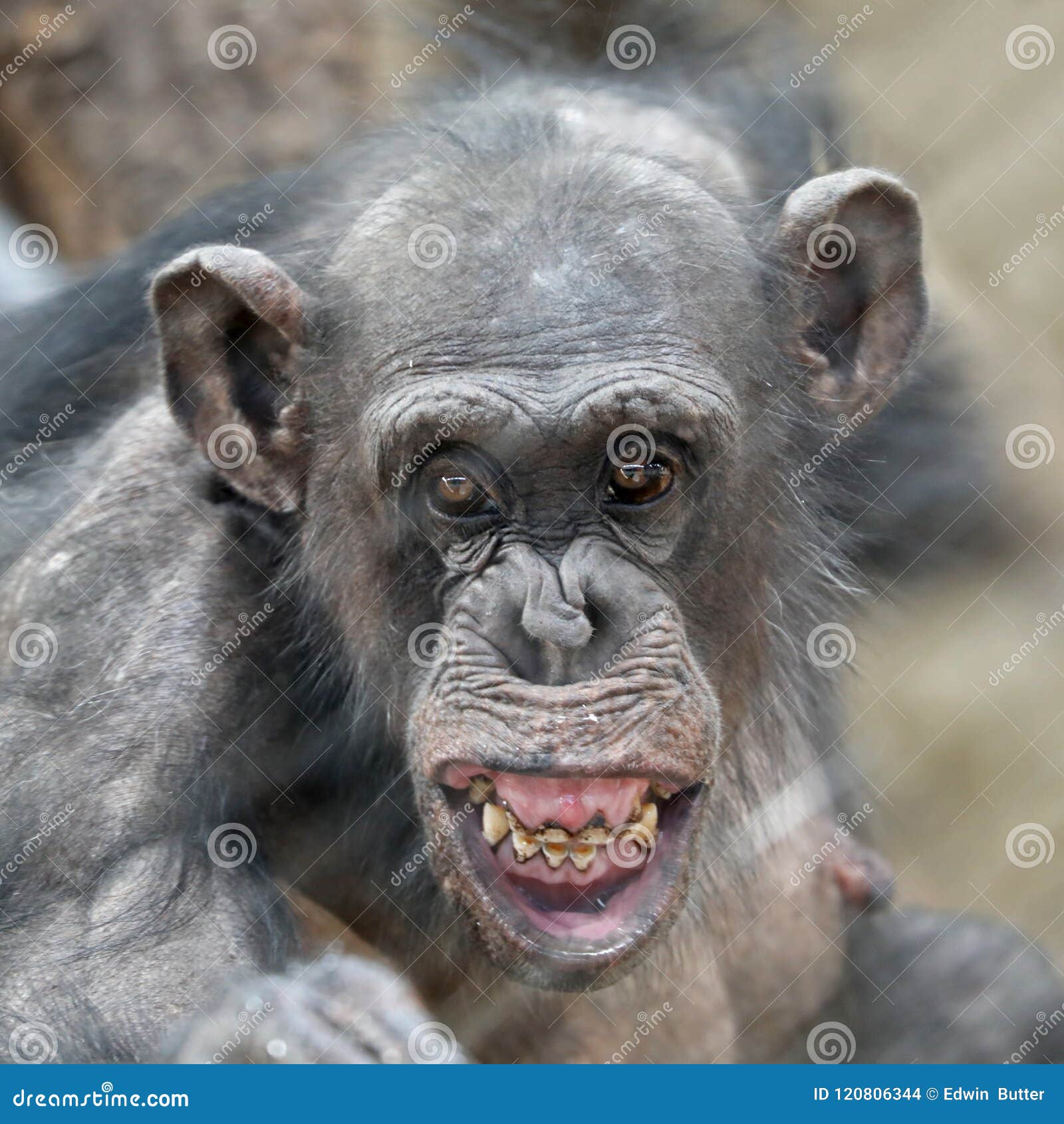 retrato-adulto-del-chimpanc%C3%A9-120806344.jpg